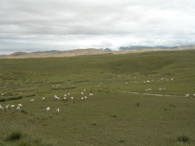  2006:09:04 00:25:40   Sheep in pasture on East Side of Lake.jpg